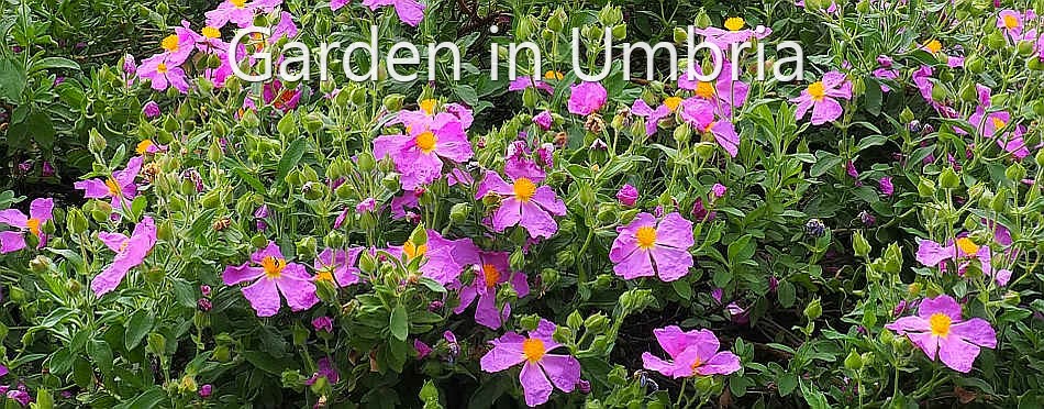 Garden in Umbria - Cistus