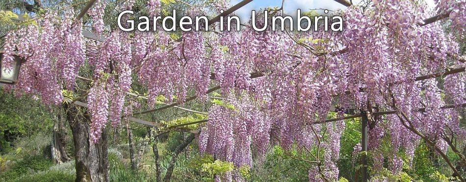 A Garden in Umbria