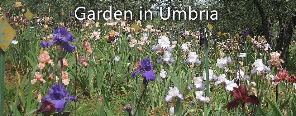 Garden in Umbria - a view of the International Iris competition grounds in Firenze