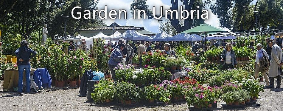 Garden in Umbria - Vivaio Salto del Prete preparing orders for customers during the Covid lockdown