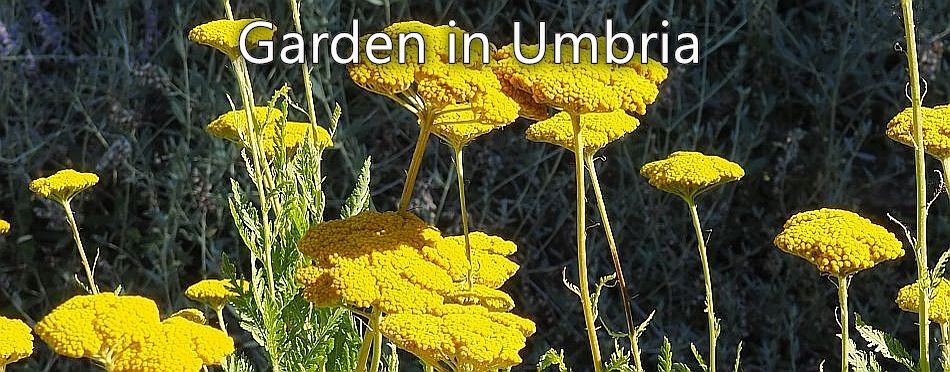 Garden in Umbria - a herd of wild boar in Umbria