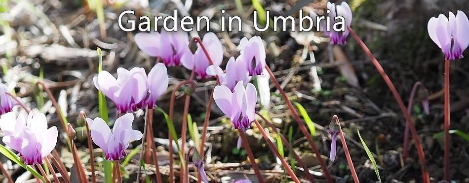 Garden in Umbria