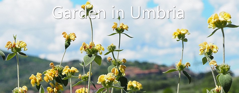Garden in Umbria - Phlomis