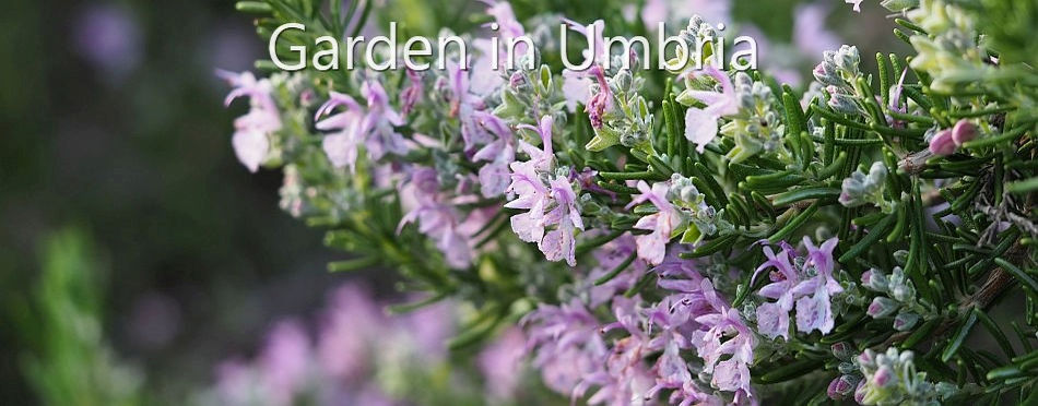 Garden in Umbria - a view across the front gravel garden in May 2020