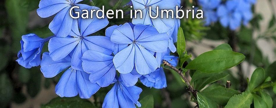 Garden in Umbria