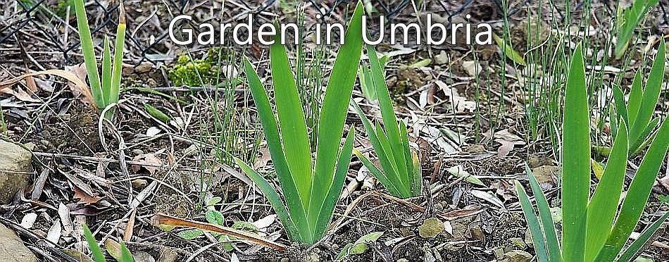 Garden in Umbria - a clump of iris - all leaf and no flower