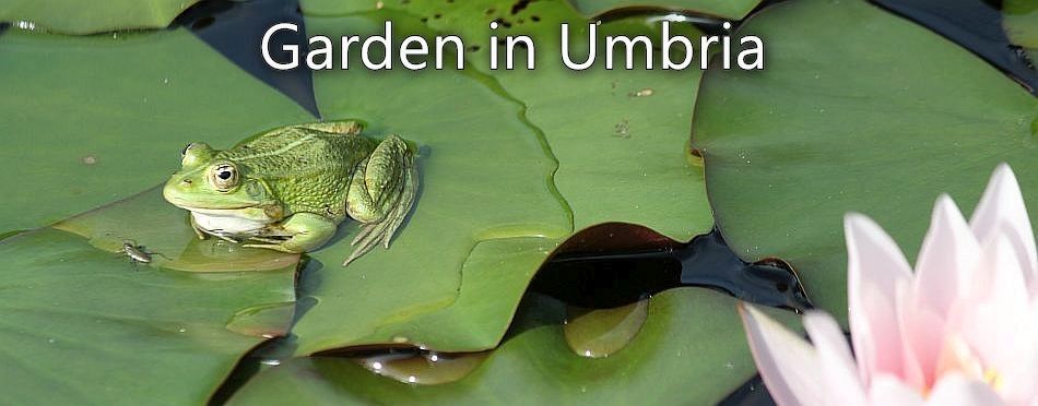 Garden in Umbria - Trimming