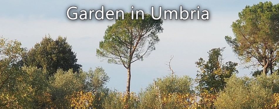 A Garden in Umbria