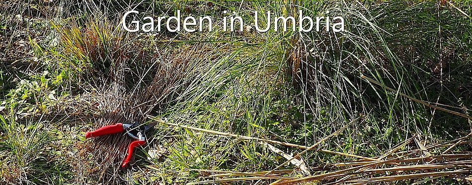 Garden in Umbria - Trimming Grass