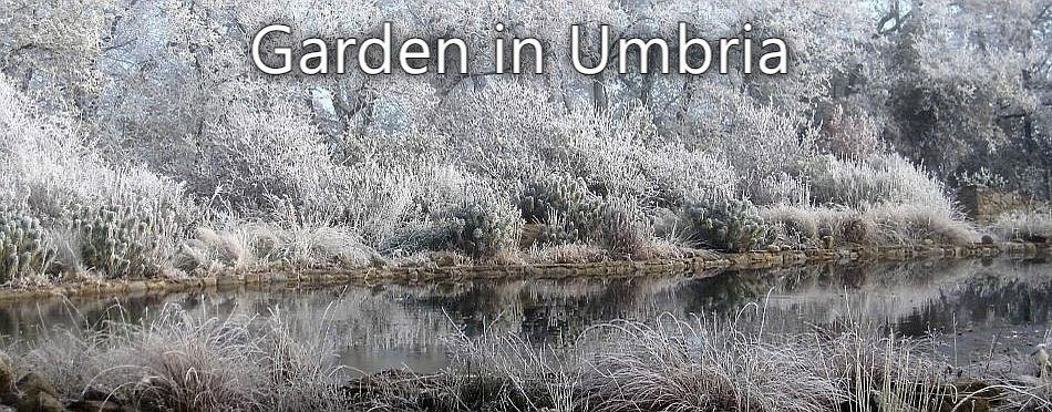 Garden in Umbria - The garden in December 2017 after an extreme air frost coated all the plants and trees with ice. Not only did it look very beautiful but the concentrated frost helped eliminate the olive fly that had started to become a problem in our area.