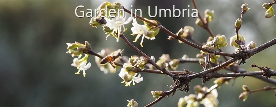 A Garden in Umbria